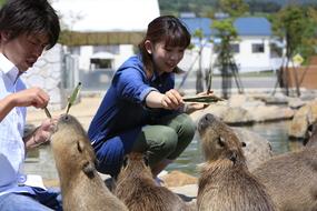 カピバラへの餌やり