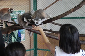 おサルのふれあい体験