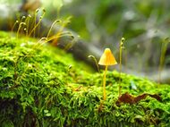 キノコの森歩き（3時間）